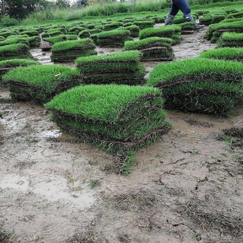 出售陜西商洛商南草皮混播草坪主要用哪幾種草種山東綠化草坪
