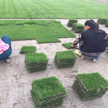 出售江蘇淮安淮陰草皮草坪修剪工人一平方米草坪多少錢