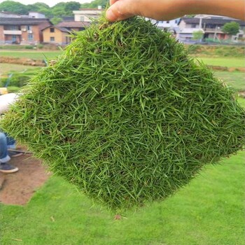 江蘇南通啟東草坪黑麥草草種子批發(fā)百日草高混施工種植