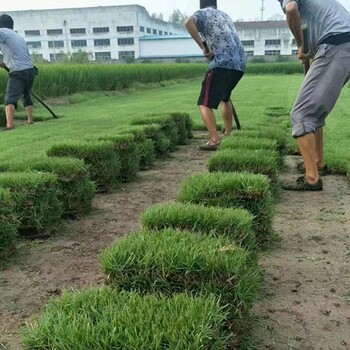 出售本地货安徽亳州利辛草坪绿化种草皮的批发黑麦种子