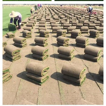 出售陕西商洛镇安草皮混播草种子多少钱一公斤种植草坪基地