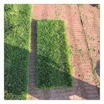 出售上海卢湾草皮安徽草坪公司公园绿化铺设施工