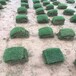 出售陕西安康汉滨草皮护坡草坪草种批发便宜的草坪