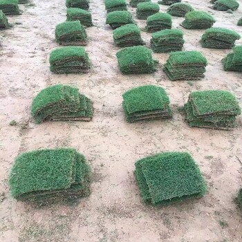 安徽安庆桐城草坪绿化草皮修剪到几公分合适假龙头花籽