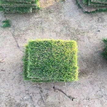出售安徽六安金安草皮大草坪有什么好玩鋪草坪多少錢一平米