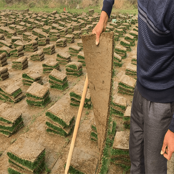出售江蘇蘇州常熟草皮草坪新品種修剪草坪的工具