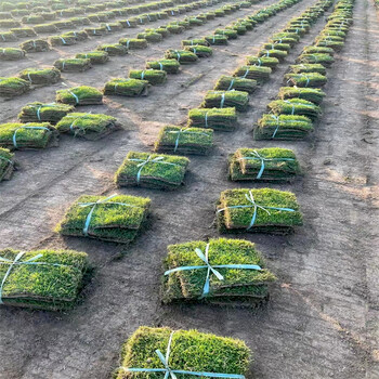 河南信阳潢川草坪草皮价格是多少钱一平方草籽野花组合种子