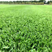 河南新乡区草坪绿化用什么草皮比较好草籽野花组合种子