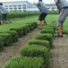 延庆早熟禾基地供应常用的草坪草种绿化草坪发货快速