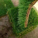 朔州平鲁区混播草坪基地种植球场公园绿化机器打卷供应