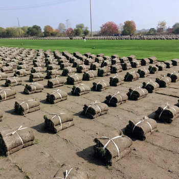 淳安果岭草草坪生产厂家种植基质泥培耐践踏耐修剪价格实惠