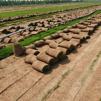 满洲里百慕大草坪耐践踏城市绿化易存活基地直售