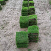 長治沁縣昆明混播草坪種植暖季性沙培百慕大種植基地