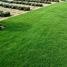 烟台高新区冷季型草坪混播草皮早熟禾高羊茅植株低矮绿期长