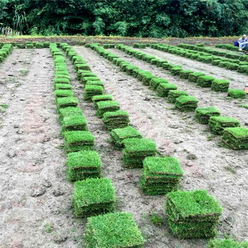 雄县百慕大草坪供应病虫害少耐践踏绿化草皮种植基地