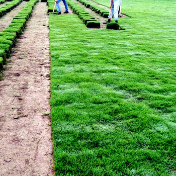 孟津天堂草坪易存活耐高温带泥土真草皮绿化用护坡