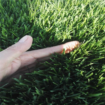 浙江衢州運城綠化草皮批發品種多大荔啟拓草坪基地