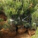 白皮松树-2022年4米价格4米二级基地批发价出售草坪