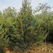 本地白皮松2米高出售大冠幅树形优美根系发达易成活绿化草坪