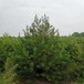 白皮松树本地货绿化苗木植物批发四季青草皮