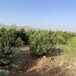 本地白皮松树绿化苗木2.5米_基地_2米5_合作社草坪