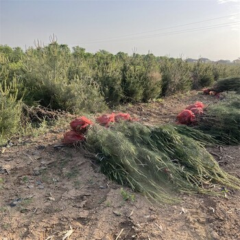 供应白皮松树占地1米1.5米2米占地规格苗木红三叶草坪