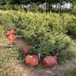 供应白皮松树供应绿化工程用4米规格树宝塔型草坪