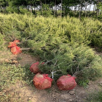 白皮松树1米-6米种植基地规格全国发货草坪