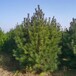 供应白皮松树绿化-苗圃3米-5米木抗寒耐寒四季常绿基地草坪