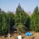 白皮松树出售2米3米5米四季常绿耐寒行道树适应性强多年生草坪