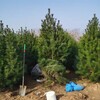 白皮松樹本地貨-6米價格6米二級行情價格批發出售草坪