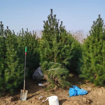 本地白皮松樹圃基地大量供應常綠喬木供應株高約2米綠化樹