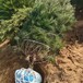 本地白皮松树1-6米基地发货品质好价格合理百慕大草坪