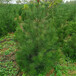 本地白皮松树-1.2米价格造林苗荒山绿化占地苗草坪