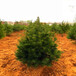 供应白皮松树优选品种1-3米可造林马路道路风景绿化树