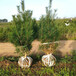 白皮松树本地货质量基地地产绿化苗3米高羊茅草皮