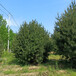 白皮松树3米风景树三米白皮树产地供应常绿松树早熟禾草坪