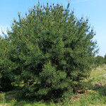 供应白皮松树占地1米1.5米2米占地规格苗木红三叶草坪