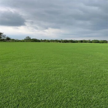 出售本地剪股颖草坪基地种植高尔夫球场用草新叶苗木供应库存充足