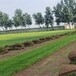 本地货剪股颖草坪户外种植草皮草籽批发可以施工种植铺设
