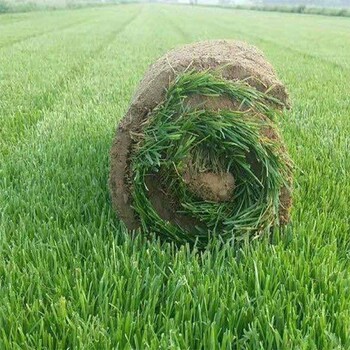 出售剪股穎草坪臺灣2號混播馬尼拉草卷草籽綠化公園大面積用草