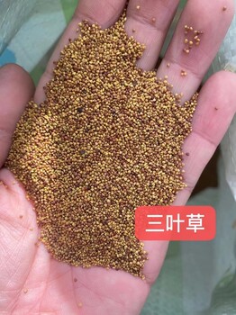 匍匐剪股穎草坪矮生冷季型草皮種植匍匐生長平整美觀易復(fù)蘇