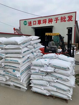 河北邢臺(tái)臨城公路兩側(cè)綠化草坪四季青籽綠化草皮翠菊矮種子