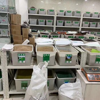 山東濰坊諸城綠化草籽百慕大草皮馬尼拉種子球場草坪基地