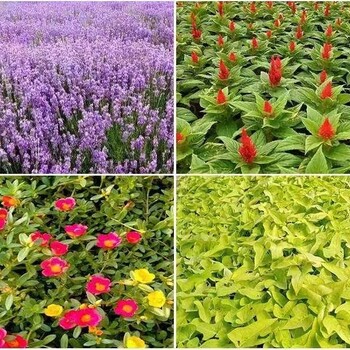 浙江金華武義帶泥土真草皮天堂草綠化用護坡易存活耐高溫