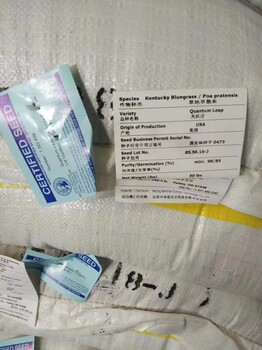 橄欖球2號草坪矮桿混色翠菊矮種子四季青草皮蛇目菊