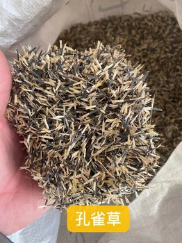 山西晉城沁水剪股穎草坪戶外種植草皮草籽批發(fā)可以施工種植鋪設(shè)