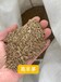 山東青島即墨剪股穎草坪高地草種子進口野花組合冷季型草皮種植施工