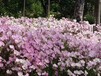 安徽合肥蜀山起卷快草坪粉色小冠花种子公园绿化草皮观赏油葵
