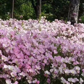 河南洛陽洛龍綠化月見草萬壽菊花籽多彩向日葵花種子